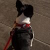 0865fe9d-f2e1-4922-a385-bdf1b21ac08a.jpg Leather AirTag Dog Collar Holder
