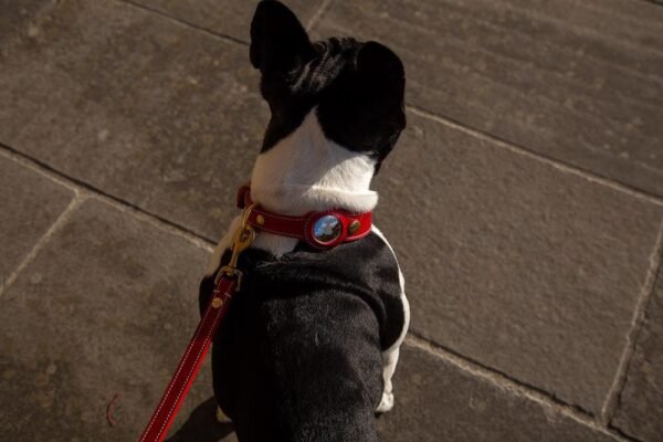0865fe9d-f2e1-4922-a385-bdf1b21ac08a.jpg Leather AirTag Dog Collar Holder