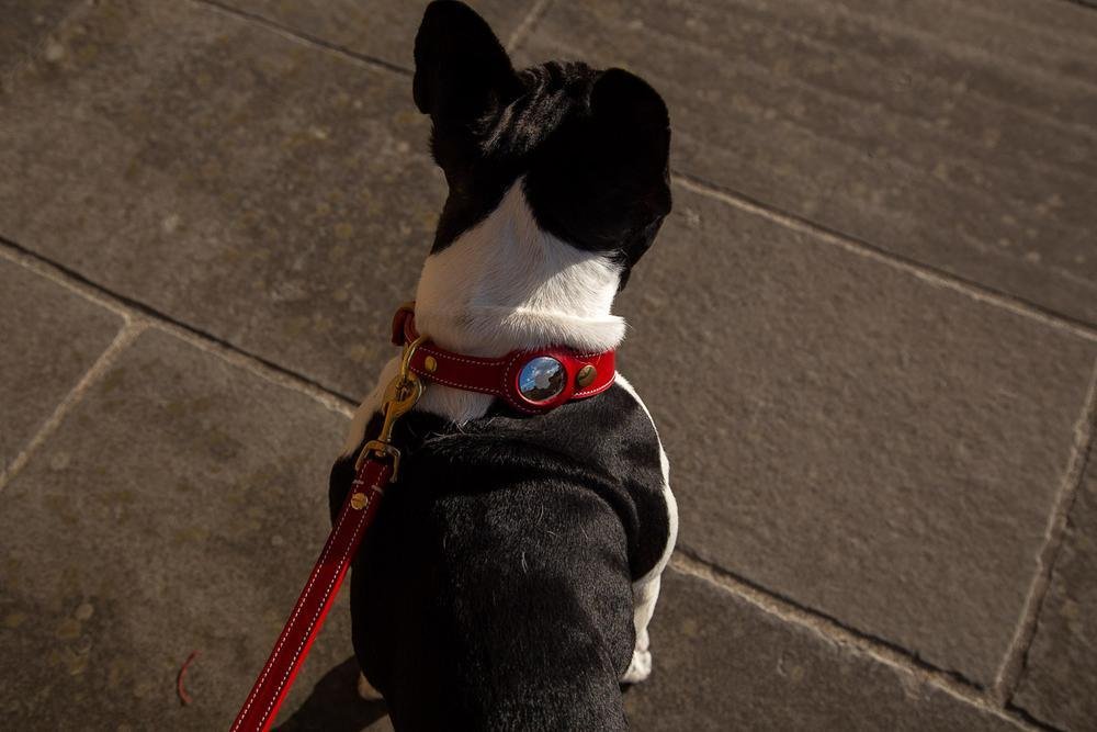 Leather AirTag Dog Collar Holder