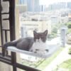 0eff46ae-60e8-41a3-bcdb-6d7ce3db7ada.jpg Cat Window Hammock – Strong Suction Cup Window Bed for Indoor Cats