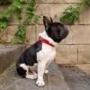 10b12353-b08f-4d01-bf2f-5254e014f852.jpg Best Leather AirTag Dog Collar Holders You’ll Love