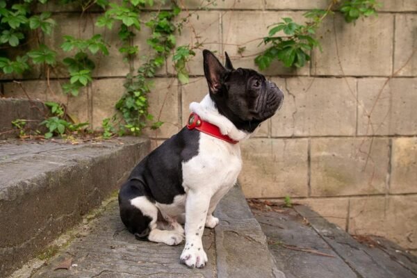 10b12353-b08f-4d01-bf2f-5254e014f852.jpg Best Leather AirTag Dog Collar Holders You’ll Love