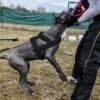 32e2af4b-e17e-49f4-bf3d-2c3dc51d5d21.jpg Premium Dog Weight Pulling Harness - Heavy Duty Padded Vest for Pitbull & Large Dogs (2 Sizes)
