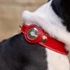 6e243e89-2003-4d81-b6a2-3c07496debc9.jpg Best Leather AirTag Dog Collar Holders You’ll Love