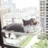 84d007b3-8357-4bcf-a23f-7a484b40dcc6.jpg Cat Window Hammock – Strong Suction Cup Window Bed for Indoor Cats