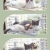 b9b4c35f-8b81-4ff9-875a-14c9e74fd296.jpg Cat Window Hammock – Strong Suction Cup Window Bed for Indoor Cats