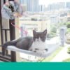 c226d955-f6f7-4637-983c-e79491c32eee.jpg Cat Window Hammock – Strong Suction Cup Window Bed for Indoor Cats