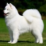 best pet product