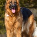 best pet product