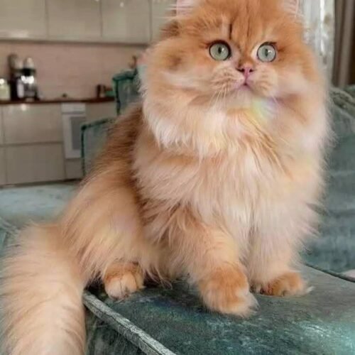 4351a5af3b847c212f91ff2a8bef69cf best cat product