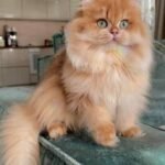 best pet product
