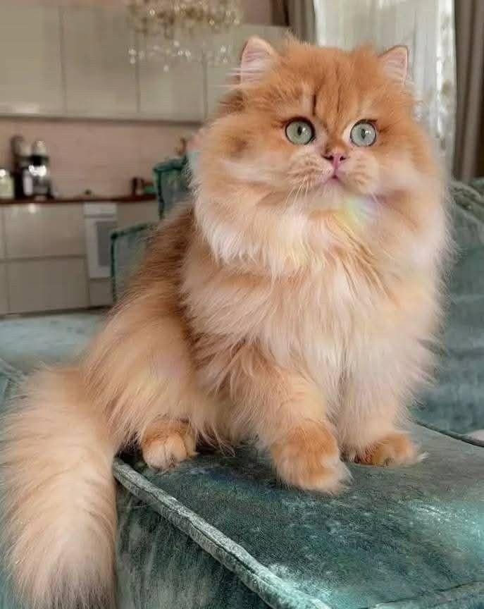best pet product