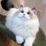 best pet product