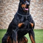 best pet product