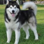 best pet product