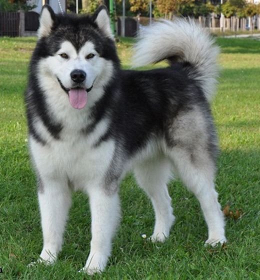 best pet product