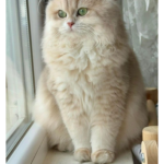 best pet product