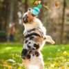 2a7c5674-d081-41f8-851b-95d4fbc4e390.jpg Tumbler Treat Dispensing Dog Toy: 5 Amazing Perks Dogs Love